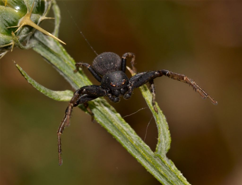 Maschio di Ozyptila ? No, Xysticus cfr. robustus - Arcidosso (Grosseto)